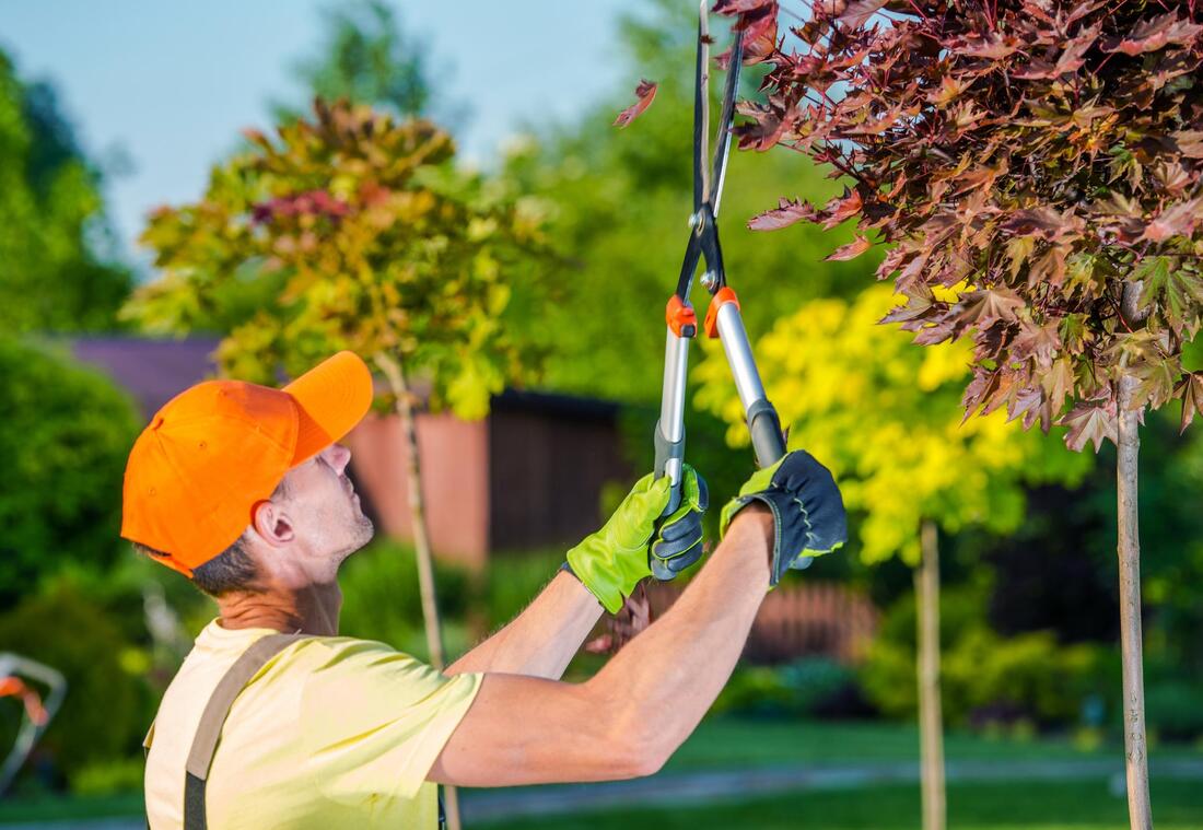 tree trimming and tree pruning experts
