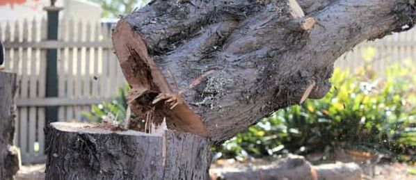 A fallen tree in Burnaby