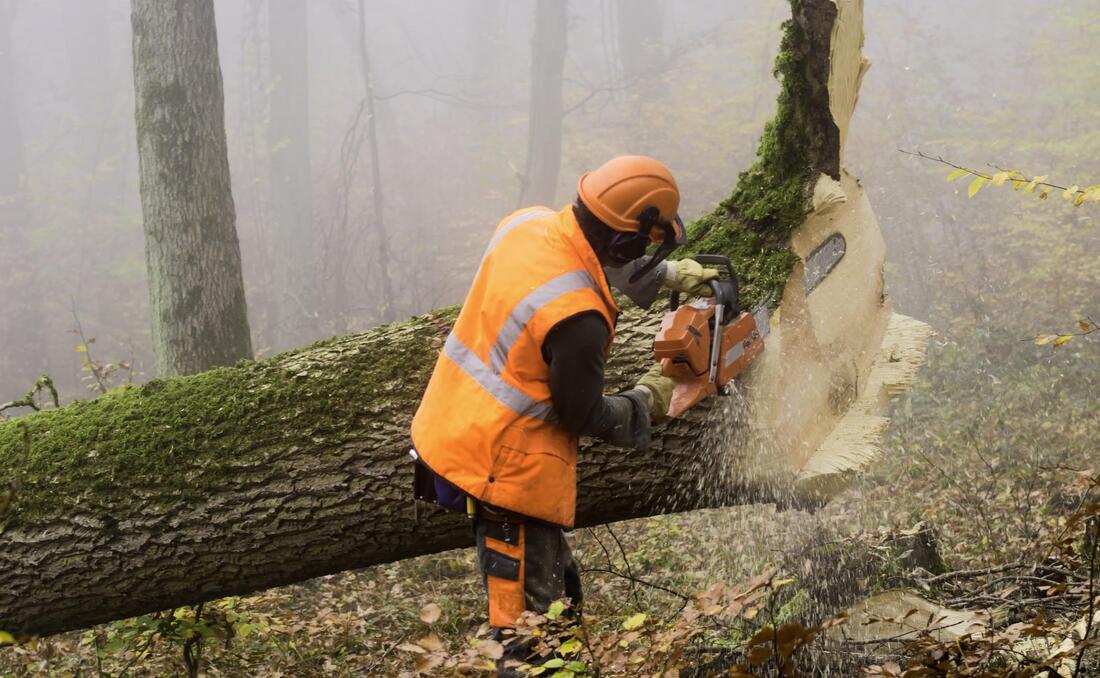 leading tree removal and tree trimming experts