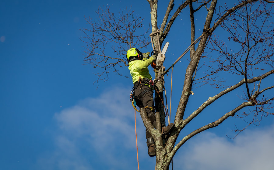 best tree trimming and tree cutting