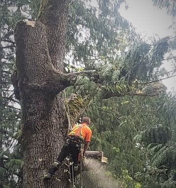 a tree getting cut down in Burnaby